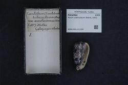 Naturalis Biodiversity Center - RMNH.MOL.211335 - Morum tuberculosum (Reeve, 1842) - Harpidae - Mollusc shell.jpeg