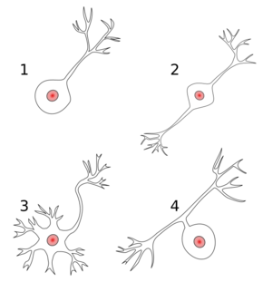 Neurons uni bi multi pseudouni.svg