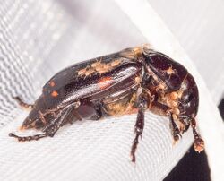 Nicrophorus pustulatus (1 of 1).jpg