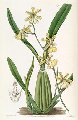 Oncidium citrinum - Edwards vol 21 pl 1758 (1836).jpg