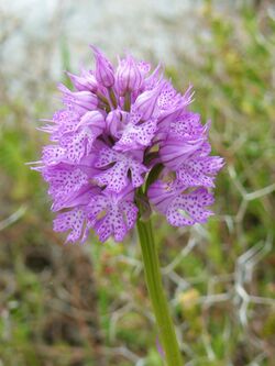 Orchis Tridentata.JPG