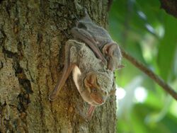Two bats hang from a tree. The one on top is younger than the one on the bottom.