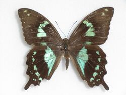 Papilio epiphorbas Boisduval, 1833 Female.JPG