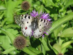 Parnassius phoebus sacerdos BE-MK-3256e.jpg