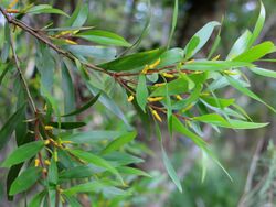 Persoonia media at Dangar Falls Dorrigo NSW Australia.JPG