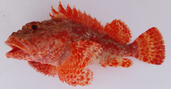 Peruvian scorpionfish.png