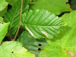 Phyllonorycter tenerella BE-MK-1569a.jpg