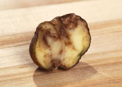 Potato infected by late blight