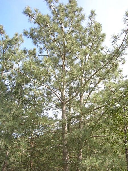 File:Pinus torreyana insularis tree.jpg