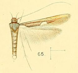 Pl.6-fig.65-Zaratha muricicoma Walsingham, 1891.jpg