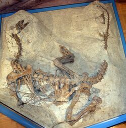 Plateosaurus MSF23.jpg