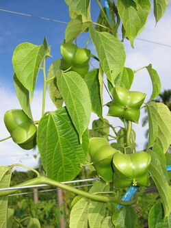 Plukenetia volubilis fruits.JPG