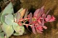 Protea amplexicaulis 1DS-II 2-3653.jpg