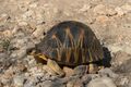 Radiated tortoise (Astrochelys radiata) Tsimanampetsotsa.jpg
