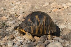 Radiated tortoise (Astrochelys radiata) Tsimanampetsotsa.jpg