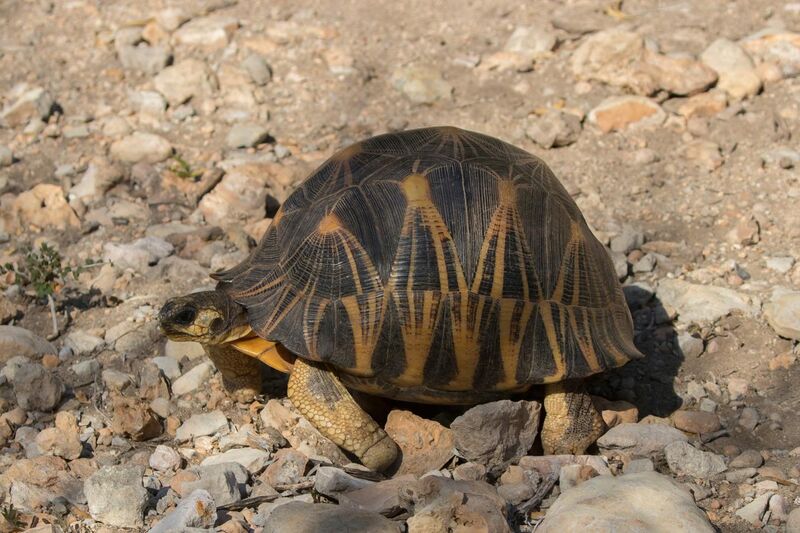 File:Radiated tortoise (Astrochelys radiata) Tsimanampetsotsa.jpg