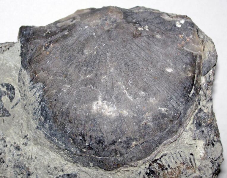 File:Rafinesquina ponderosa (fossil brachiopod) (Grant Lake Formation, Upper Ordovician; south of Excello, Ohio, USA) 1 (49710941141).jpg
