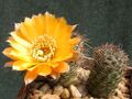 Rebutia einsteinii 1.jpg