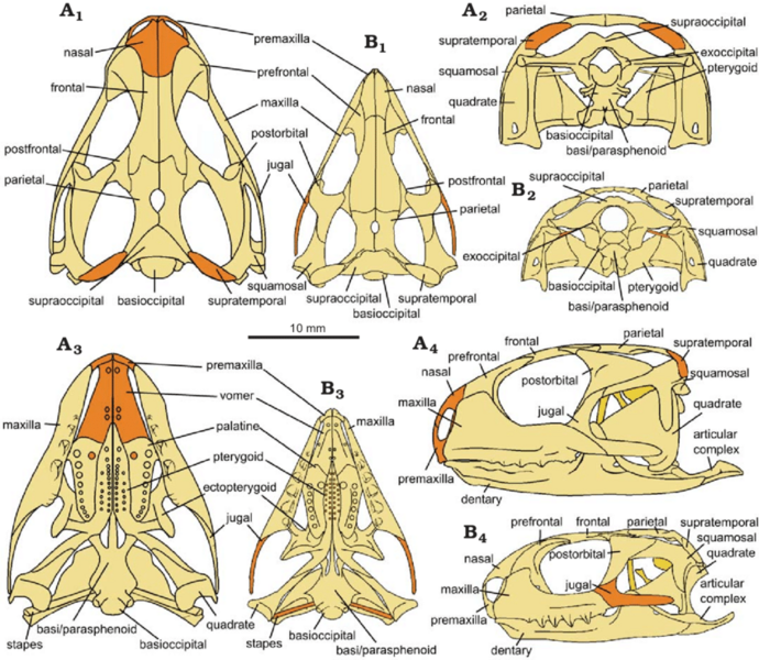 File:Reconstruction-of-the-skulls-of-lepidosaur-rynchocephalians-A-Clevosaurus-hudsoni.png