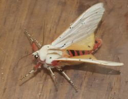 Rhodogastria amasis Female Tiger Moth disturbed showing flash coloration EOS 00644s.jpg