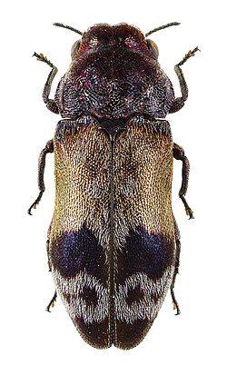 a black and brown beetle