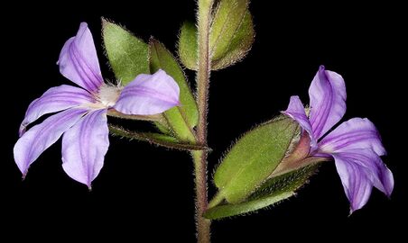 Scaevola platyphylla - Flickr - Kevin Thiele (2).jpg