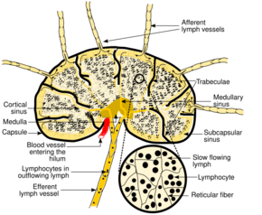 Schematic of lymph node showing lymph sinuses.svg