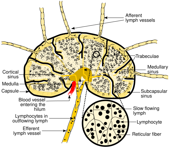 File:Schematic of lymph node showing lymph sinuses.svg
