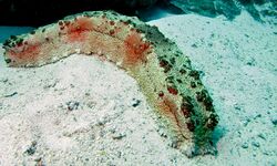 Sea Cucumber (Thelenota anax) (8499582873).jpg