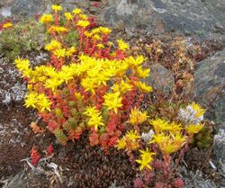 Sedum divergens (brewbooks) 001.jpg