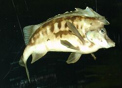 Southern Pigfish, Congiopodus leucopaecilus.jpg