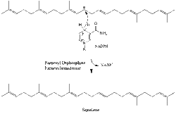 Squalene Synthesis 2.gif