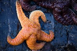 Starfish, Oregon coast.jpg