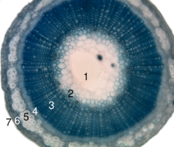 Stem-histology-cross-section-tag.svg