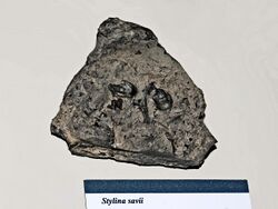 Stylinidae - Stylina savii.JPG