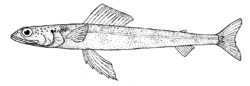 Synodus similis (Lavender lizardfish).gif