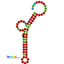 TLS-PK5 secondary structure.jpg