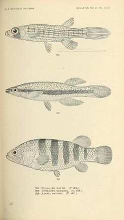 The fishes of North and Middle America (Pl. CVIII) (7983356197).jpg