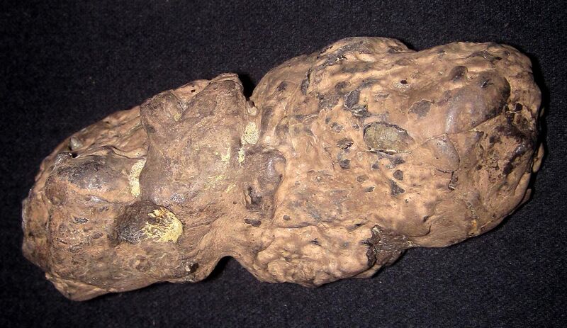 File:Thecachampsa crocodile coprolite (Aquia Formation, Upper Paleocene; Potomac River shores, King George County, northeastern Virginia, USA).jpg