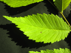 U. americana 'Aurea' leaf.png