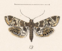 Usingeriessa onyxalis Druce 1896.png