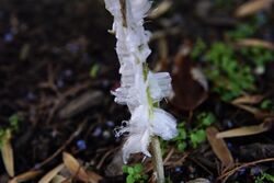 Verbesina virginica frost flower.jpg