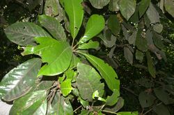 Williamodendron glaucophyllum.jpg