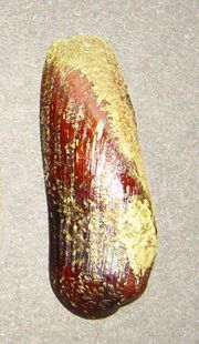Zelithophaga truncata.jpg
