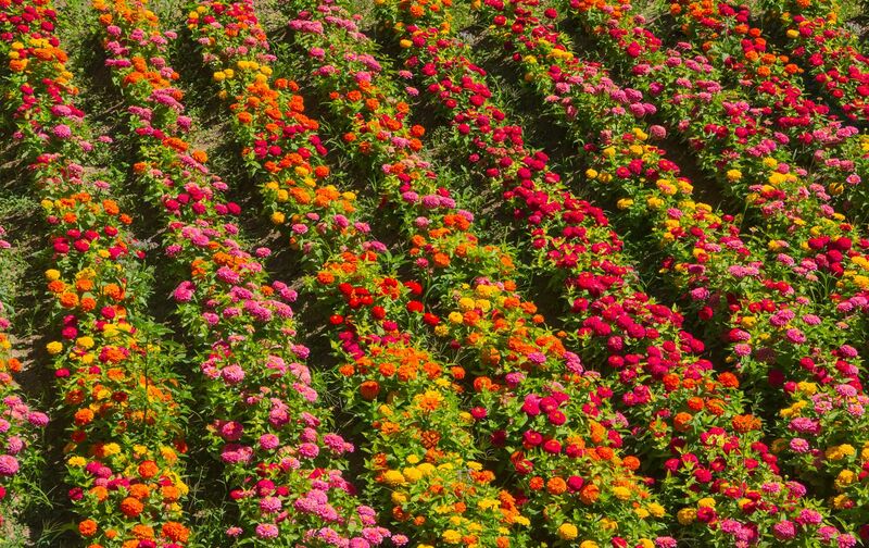 File:Zinnia elegans, plantation, Alhambra, Granada, Spain.jpg