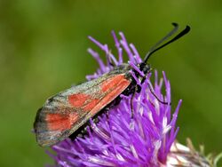 Zygaenidae - Zygaena loti-001.JPG