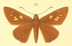 16-Gretna waga (Plötz, 1886) (Hesperia ilerda).JPG