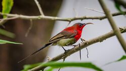 A male Crimson Bird