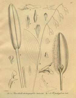 Acianthera chrysantha (as Pleurothallis hartwegiifolia) - Stelis pachyglossa (as Pleurothallis pachyglossa) - Xenia 3 pl 296.jpg