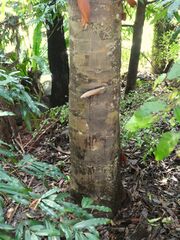 Agathis atropurpurea trunk Cairns Botanic Gardens January 2021 SF21001.jpg